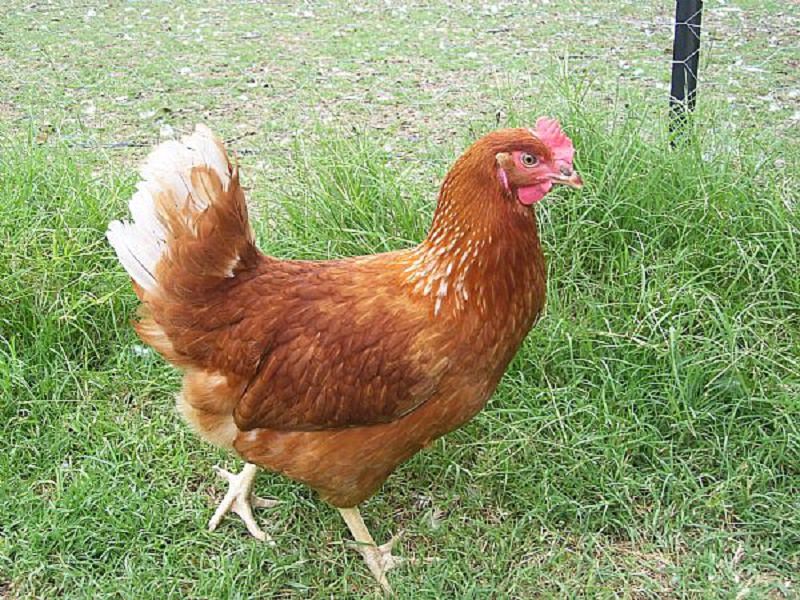 Motta Sant’Anastasia, salmonella nelle feci animali: oltre 10mila galline da abbattere