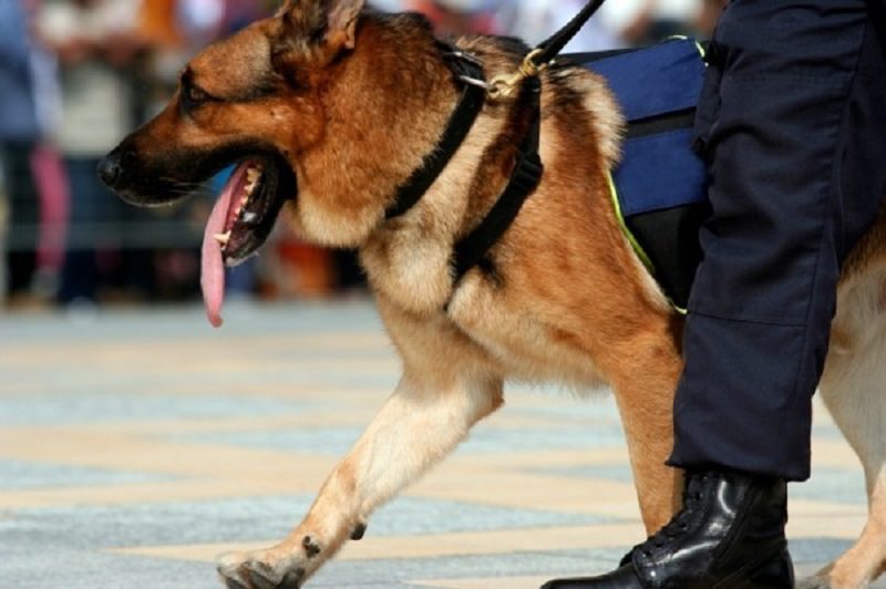 Il cane Ivan fiuta la marijuana sotto al Castello di Paternò: scattano denunce