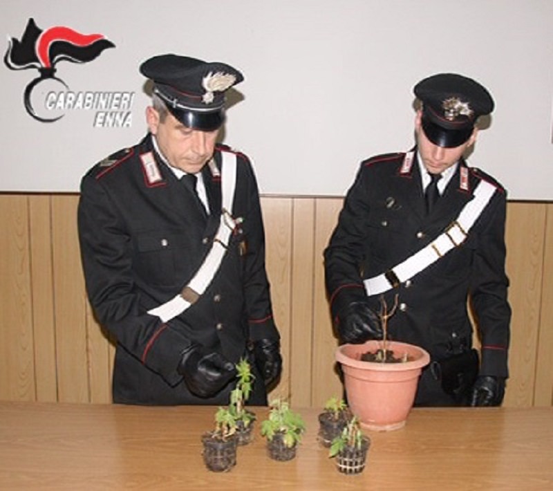 Orto di marijuana in casa: denunciato 37enne di Nicosia Orto di marijuana in casa: denunciato 37enne di Nicosia
