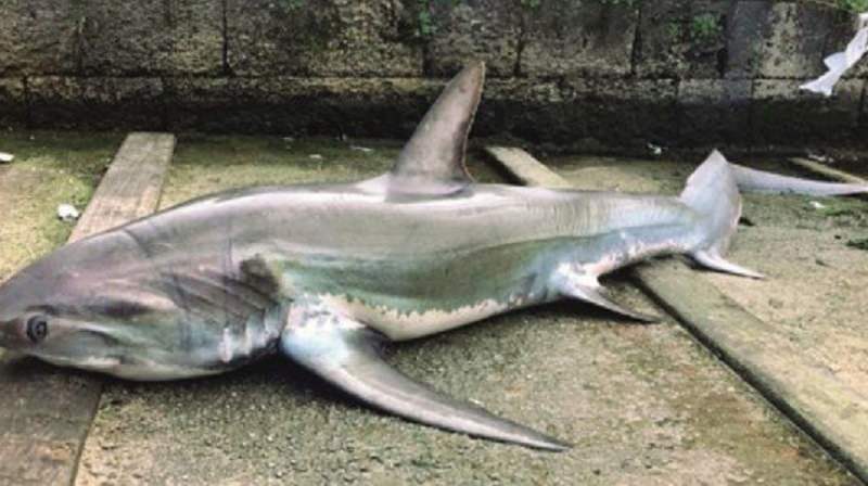 Pescato squalo di 2 metri a Castellammare: sotto choc il pescatore