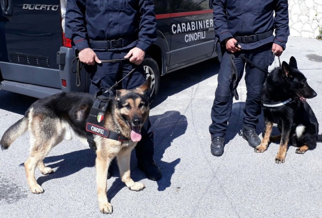 Era ben nascosta in un casolare di viale Moncada: la Squadra Cinofili sequestra marijuana pronta per la vendita