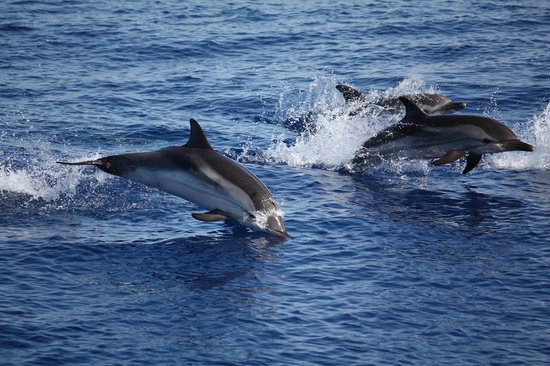Branco di delfini “danza” tra la Sicilia e la Calabria: l’incantevole spettacolo nello Stretto di Messina