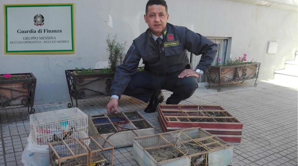 “Blitz” al mercato rionale di Messina, sequestrati oltre 80 uccelli di specie protetta