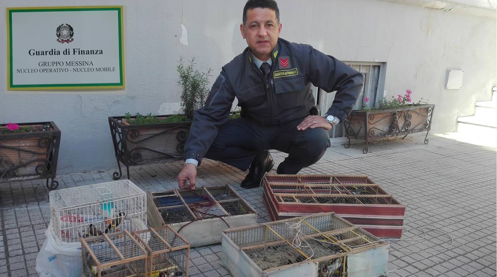 “Blitz” al mercato rionale di Messina, sequestrati oltre 80 uccelli di specie protetta “Blitz” al mercato rionale di Messina, sequestrati oltre 80 uccelli di specie protetta