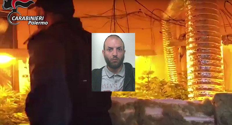 Oltre 200 piante di marijuana coltivate in casa, il cane Mike trova “laboratorio” della droga. IL VIDEO Oltre 200 piante di marijuana coltivate in casa, il cane Mike trova “laboratorio” della droga. IL VIDEO