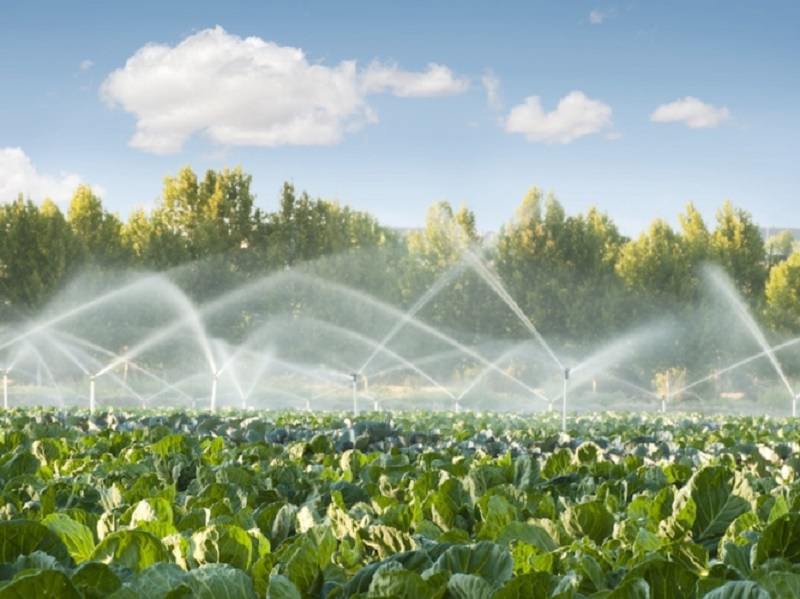 L’importanza dell’acqua nell’alimentazione umana e nell’agricoltura