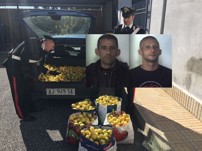 In manette due ladri di agrumi: recuperata refurtiva di oltre 600 chili
