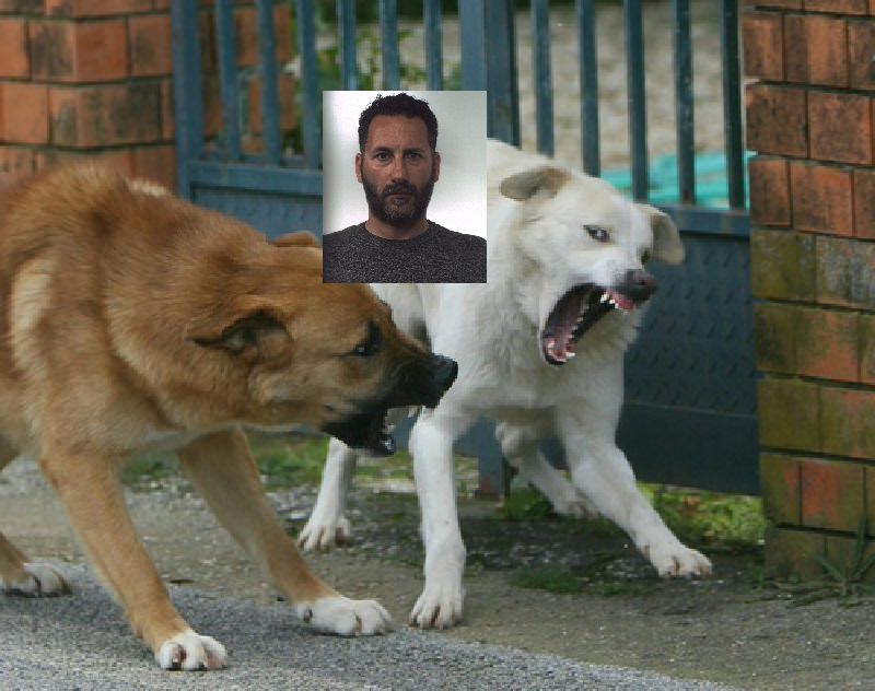 Panetti di hashish “sotterrati” e sorvegliati da cinque cani da guardia, arrestato un 40enne Panetti di hashish “sotterrati” e sorvegliati da cinque cani da guardia, arrestato un 40enne