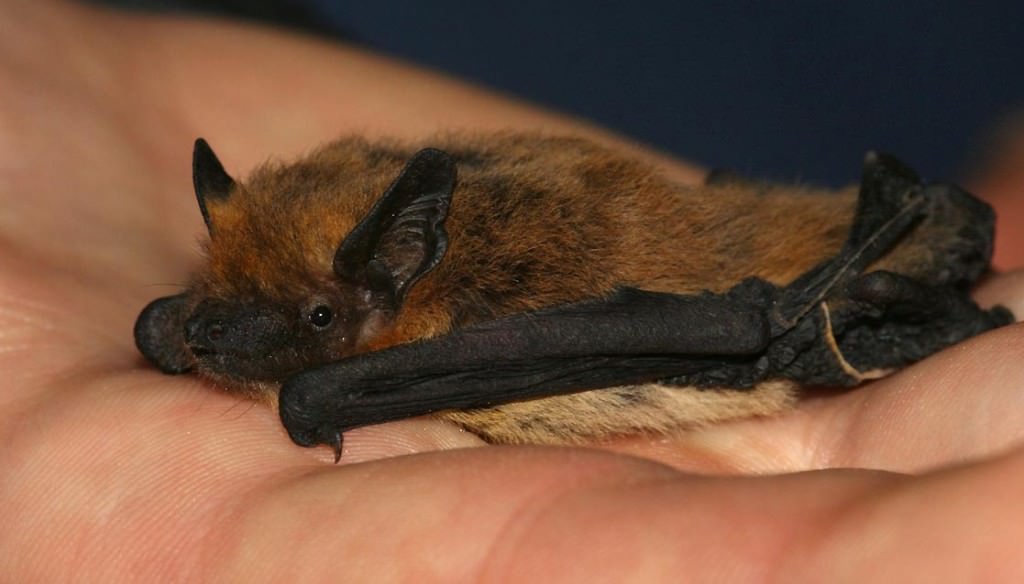 Trovano un pipistrello morto nell’insalata pronta, la società ritira il prodotto dal mercato