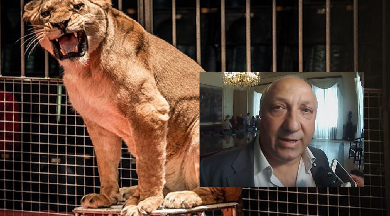 Animali al circo in stato di malessere, presidente ENPA: “Succede spesso”
