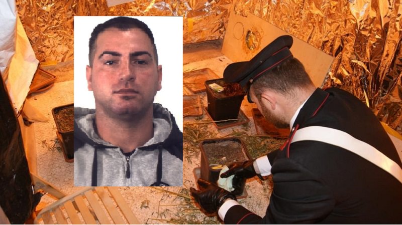 Scoperta serra artigianale di marijuana in casa: arrestato 30enne
