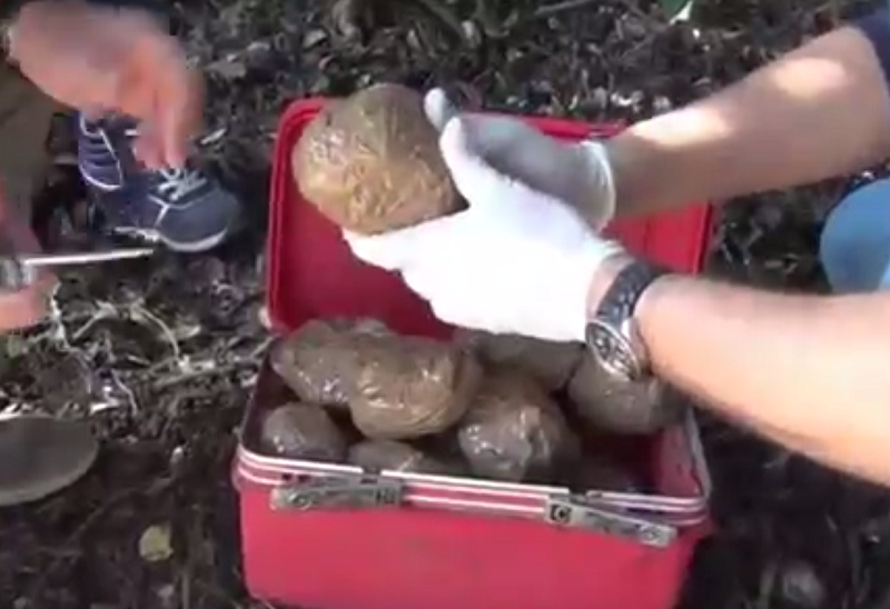 Sotterra la droga ai piedi di un albero ma il fiuto dei cani inchioda il pusher, arrestato 22enne. IL VIDEO