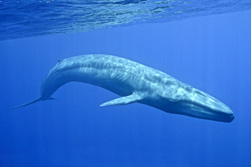 Tra finzione e realtà, la Scuola previene la “sindrome da Blue Whale”: la statistica