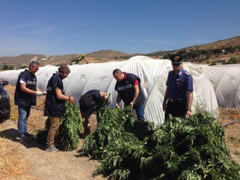 Scoperta maxi piantagione di marijuana: oltre 800 piante in piena fioritura nel terreno di un 23enne