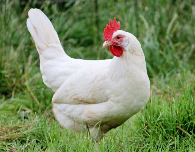 Intimidazione a imputato statale, carcasse di 7 galline decapitate abbandonate in un terreno