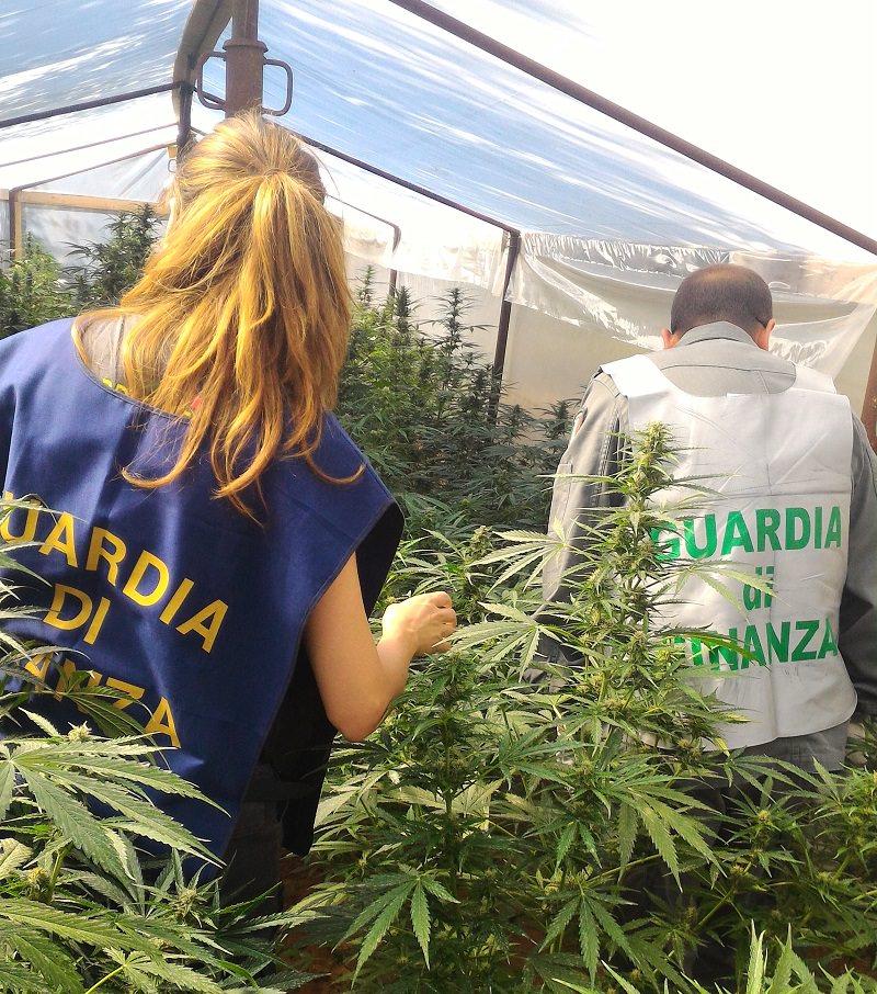 Scoperta maxi piantagione di marijuana: sequestrate oltre 100 piante di quasi due metri d’altezza