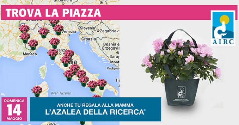 Oggi in piazza contro il cancro: torna l’azalea della ricerca