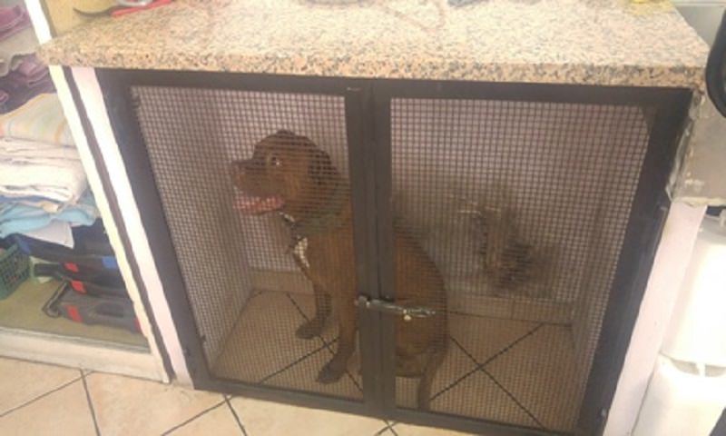 Animali privi di acqua e cibo e sofferenti per il caldo: commerciante denunciato per maltrattamenti. LE FOTO Animali privi di acqua e cibo e sofferenti per il caldo: commerciante denunciato per maltrattamenti. LE FOTO