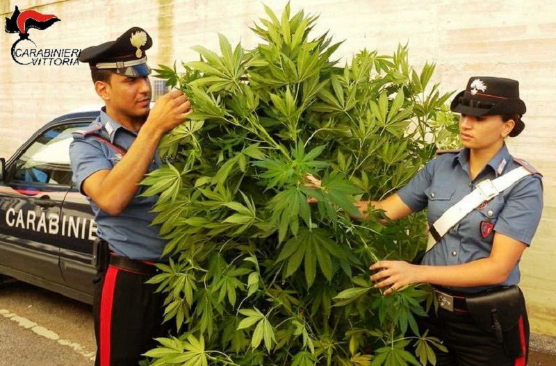 Coltiva marijuana nell’orto: arrestato pensionato 67enne Coltiva marijuana nell’orto: arrestato pensionato 67enne