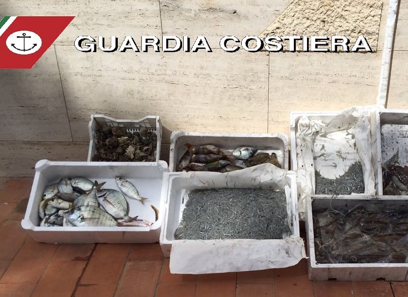 Cibo in cattive condizioni: oltre 12 tonnellate di pesce sequestrato Cibo in cattive condizioni: oltre 12 tonnellate di pesce sequestrato