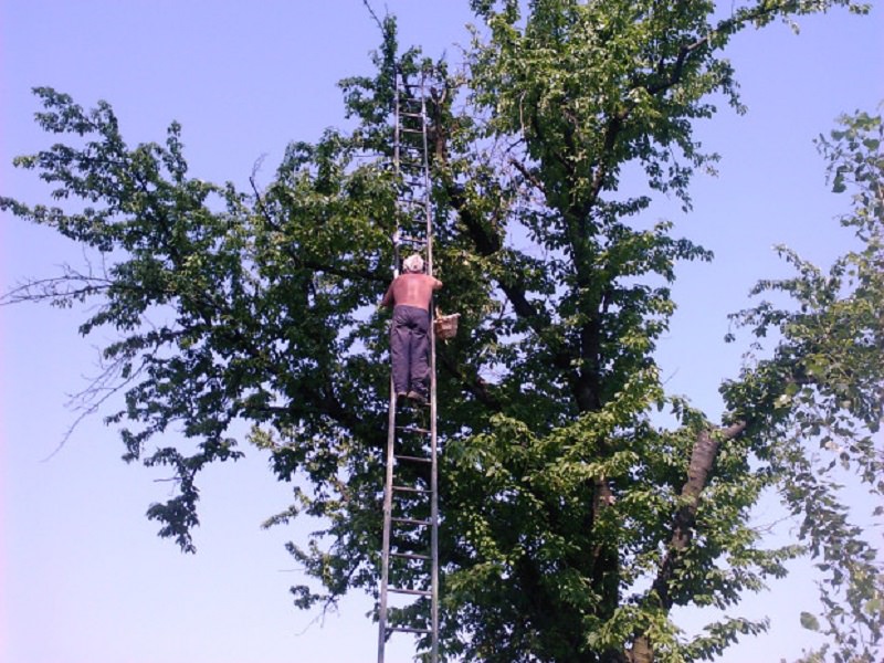 Precipita da tre metri d’altezza e cade a faccia in giù: stava raccogliendo ciliegie