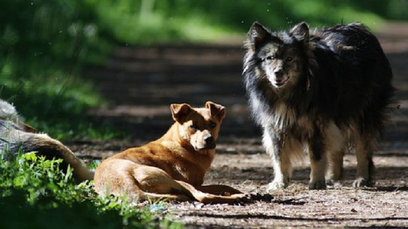 Strage di cani e avvelenamenti a Sciacca: denunciata la sindaca