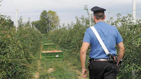 Raffica di sanzioni per 3 aziende agricole: trovati 21 lavoratori in nero, tra loro anche 2 minori