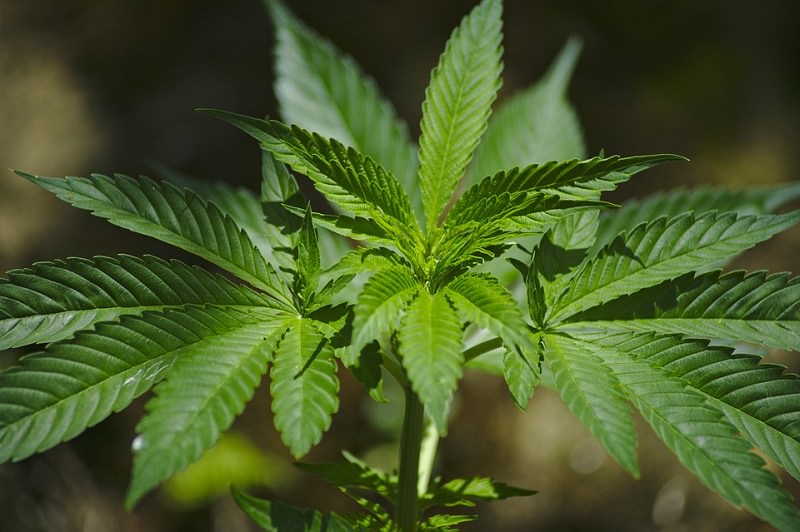 La marijuana legale: Easy Joint in vendita anche a Palermo