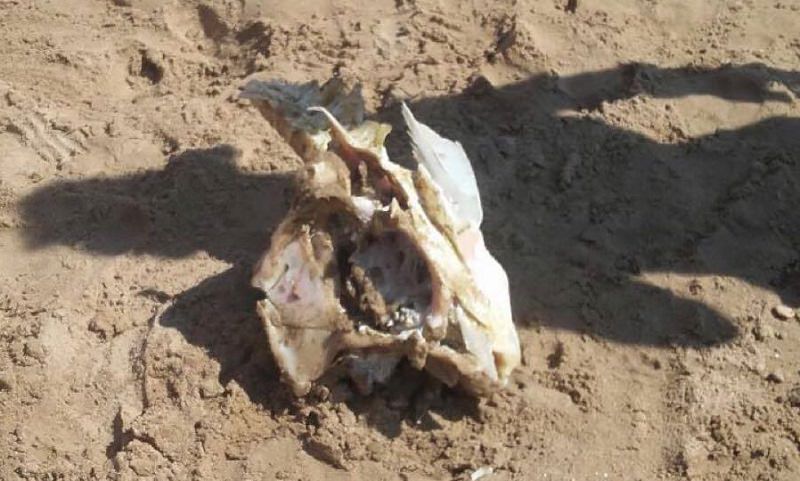 Squalo, baraonda o teschio umano? Uno strano scheletro in spiaggia a San Leone