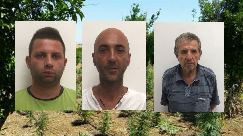 Amministravano 3 mila piantine di “cannabis skunk”: arrestati 3 “grossisti” Amministravano 3 mila piantine di “cannabis skunk”: arrestati 3 “grossisti”