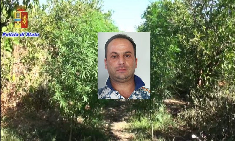 Scoperta piantagione di marijuana: arrestato 39enne e sequestrate 7700 piante