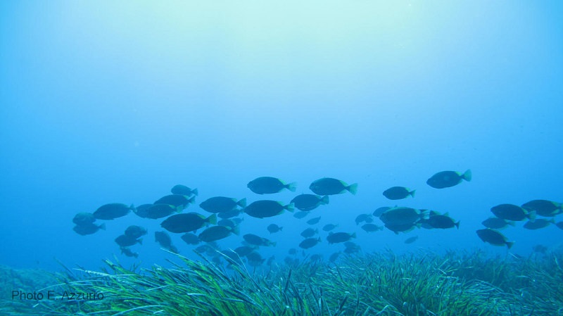 Mar Ionio, è allarme negli abissi: le sue acque si riscaldano più degli altri mari