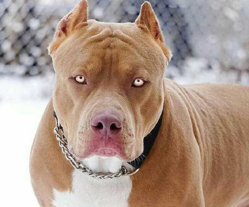 Cane ucciso e padrona aggredita da Pitbull, solidarietà per la vittima: “Sgomenti e amareggiati”