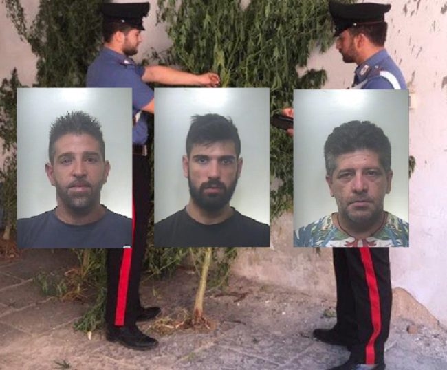 Piantine di skunk alte due metri nascoste tra la vegetazione: arrestato trio di spacciatori