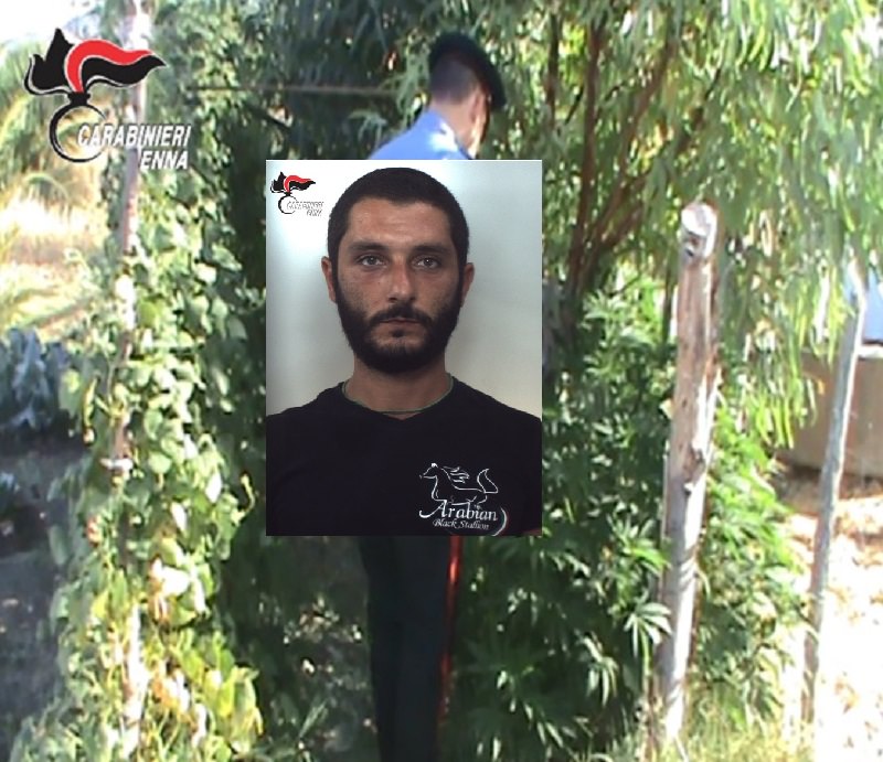 Coltivava marijuana in casa: arrestato 29enne preguidicato