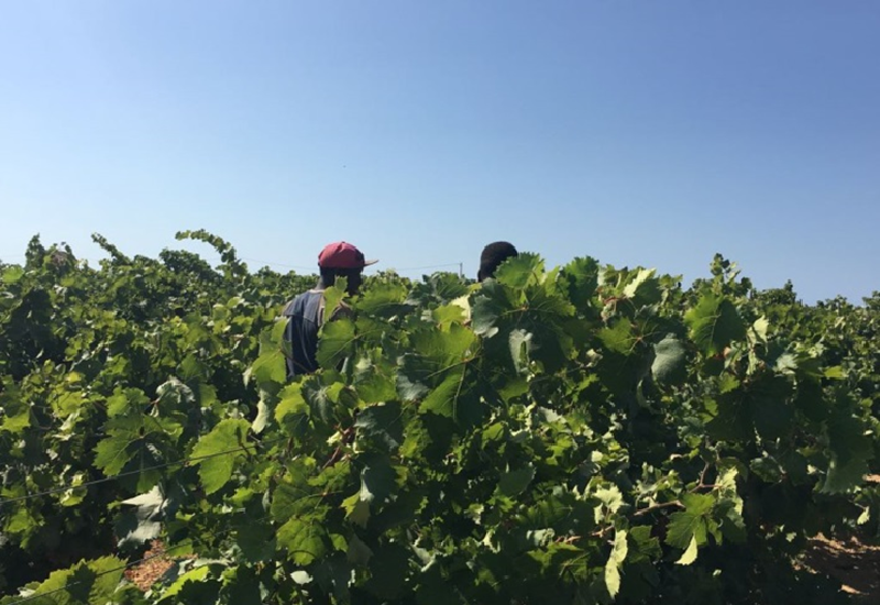 Mazara del Vallo e Marsala: trovati 13 lavoratori in nero e 2 irregolari