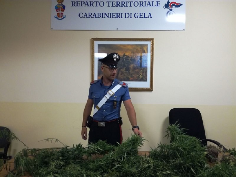 Pianta fagiolini “al sapore” di marijuana nel suo terreno: in manette bracciante