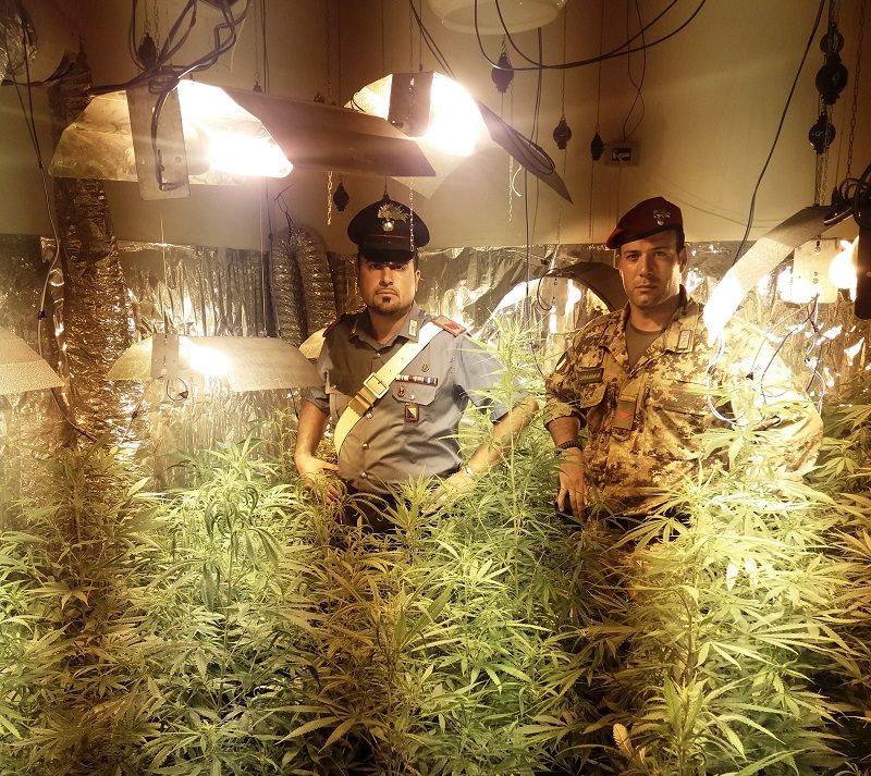 Gli perquisiscono il casolare e trovano 90 piante di Cannabis: arrestato 43enne