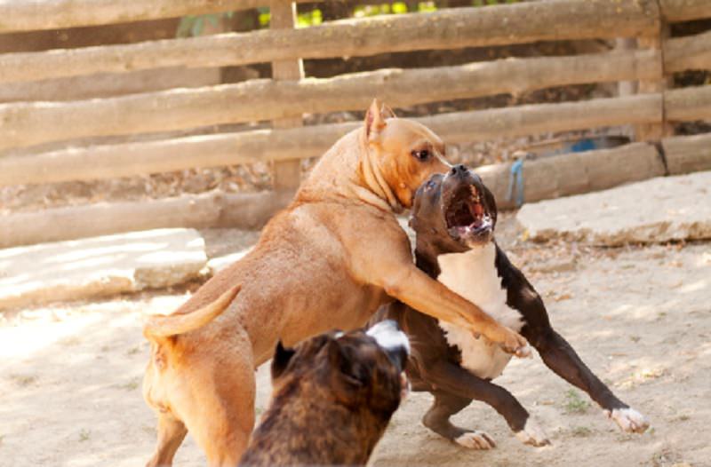 Trapani, continuano le lotte tra cani: meticci utilizzati per allenare i pitbull