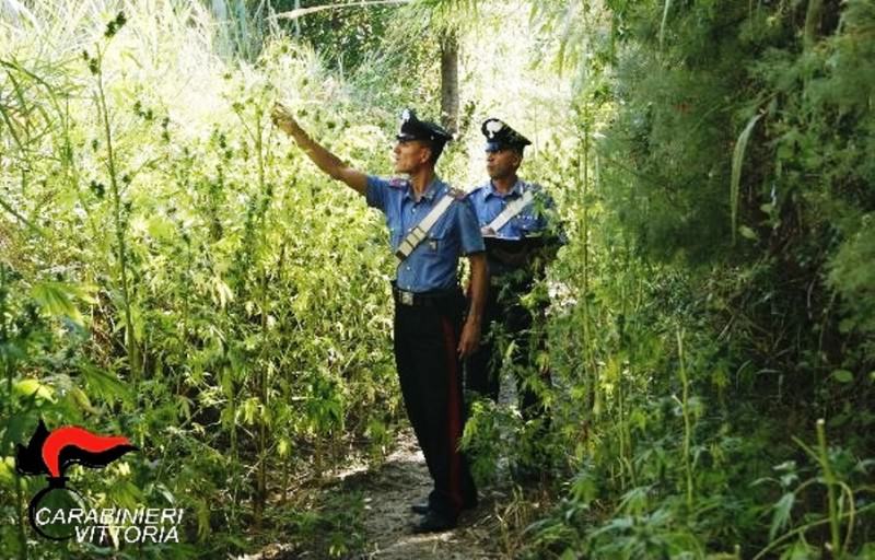 Vittoria, scoperta piantagione di marijuana: è caccia ai coltivatori della droga