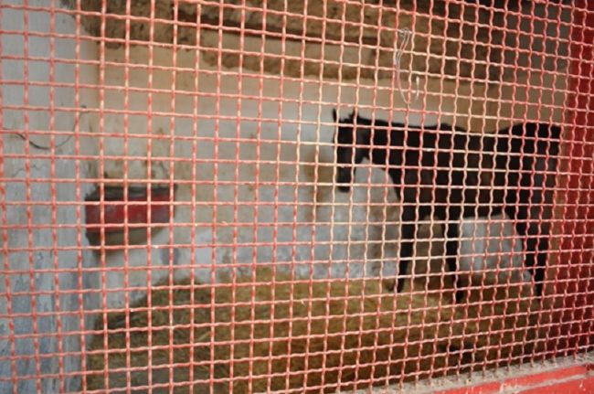 San Cristoforo: cavalli tenuti in pessime condizioni, trovati anche anabolizzanti