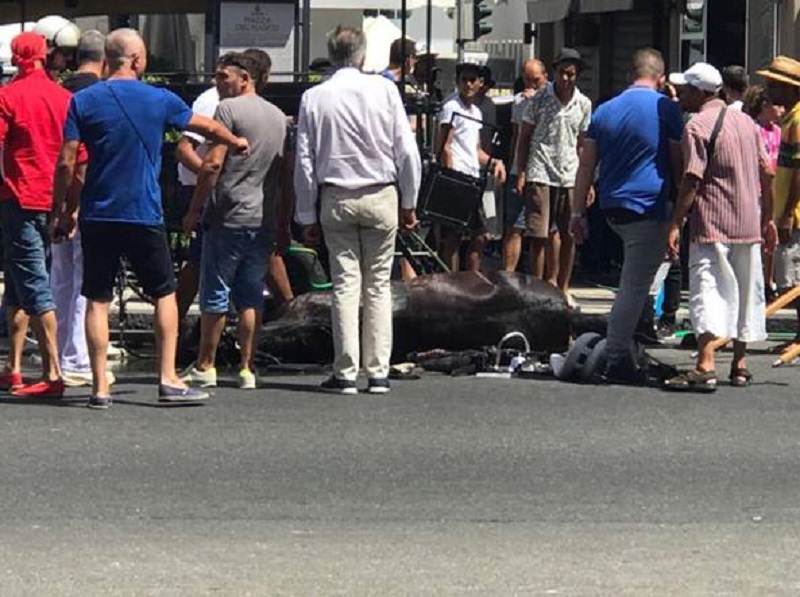 Portava i turisti in giro per Messina anche nelle ore più calde, cavallo Oliver è morto