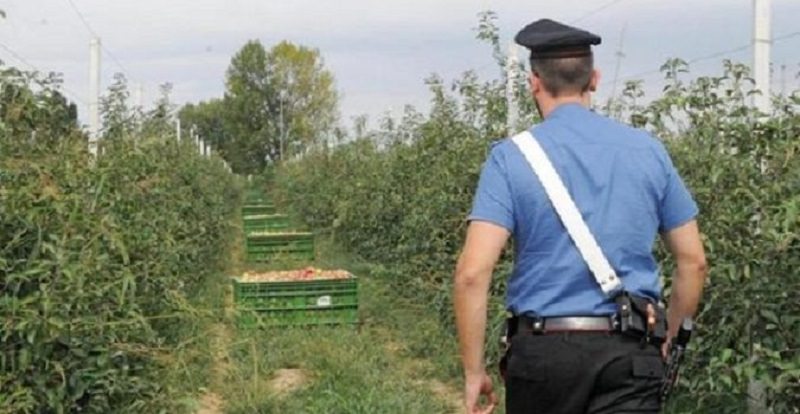 Lavoravano in nero nelle aziende agricole, attività sospese e sanzioni per oltre 51mila euro