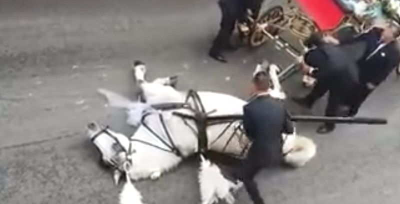 Cavallo accompagna sposi in chiesa ma crolla in strada: “Cosa fanno a questi animali è imperdonabile”