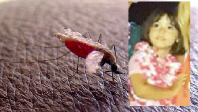 Punta da una “rara” zanzara, bimba di 4 anni muore di malaria cerebrale. Aperta un’inchiesta