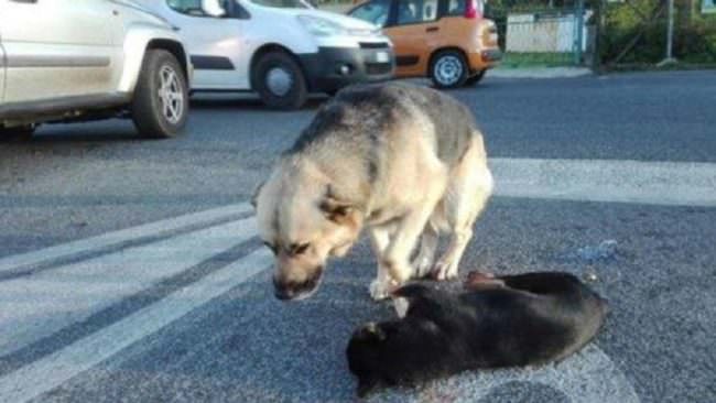 Cagnolino investito da un’auto, l’amichetto di giochi lo veglia per ore. Momenti strazianti che fanno riflettere…