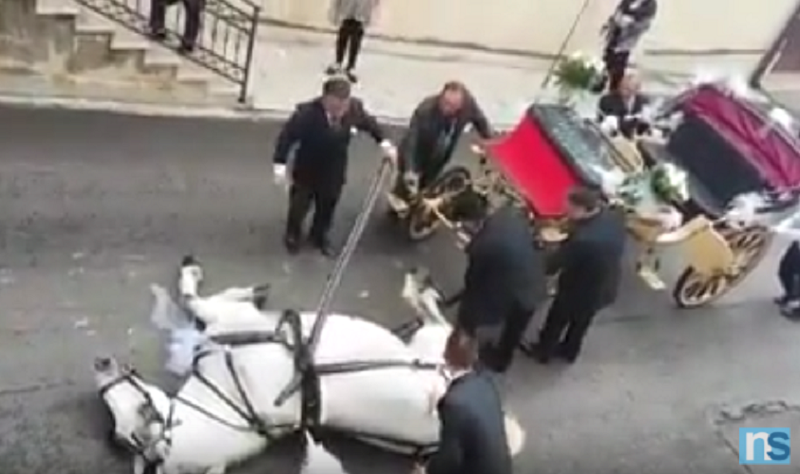 Cavallo a terra, stremato, davanti ad una chiesa: aveva accompagnato due neo sposi. IL VIDEO