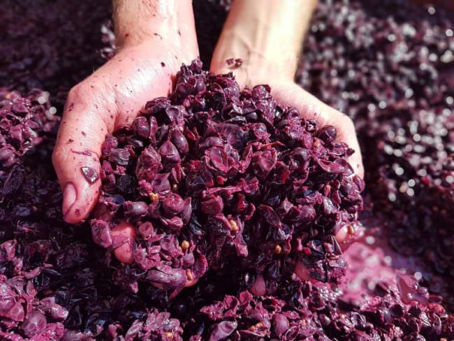 Tra tradizione ed evoluzione: com’è cambiata la vendemmia nelle case dei siciliani