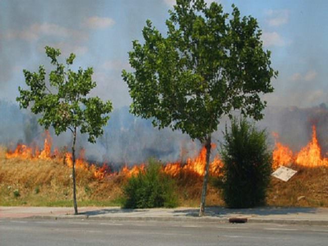 Lotta agli incendi boschivi: firma del Decreto regionale per la prevenzione