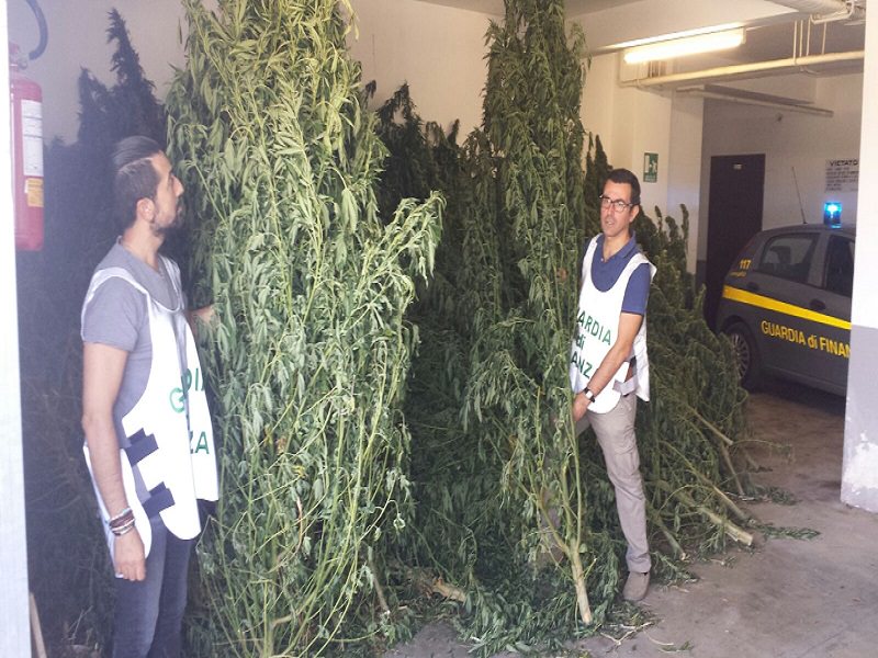 Scoperta piantagione di canapa indiana: avrebbe potuto fruttare un milione di euro